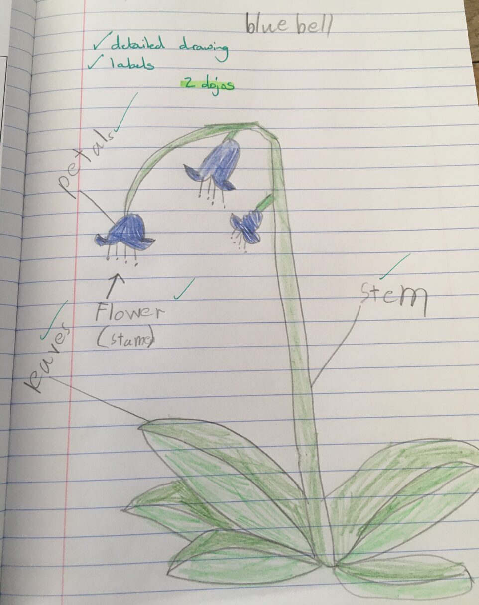 Header image for Year 1 – Plants