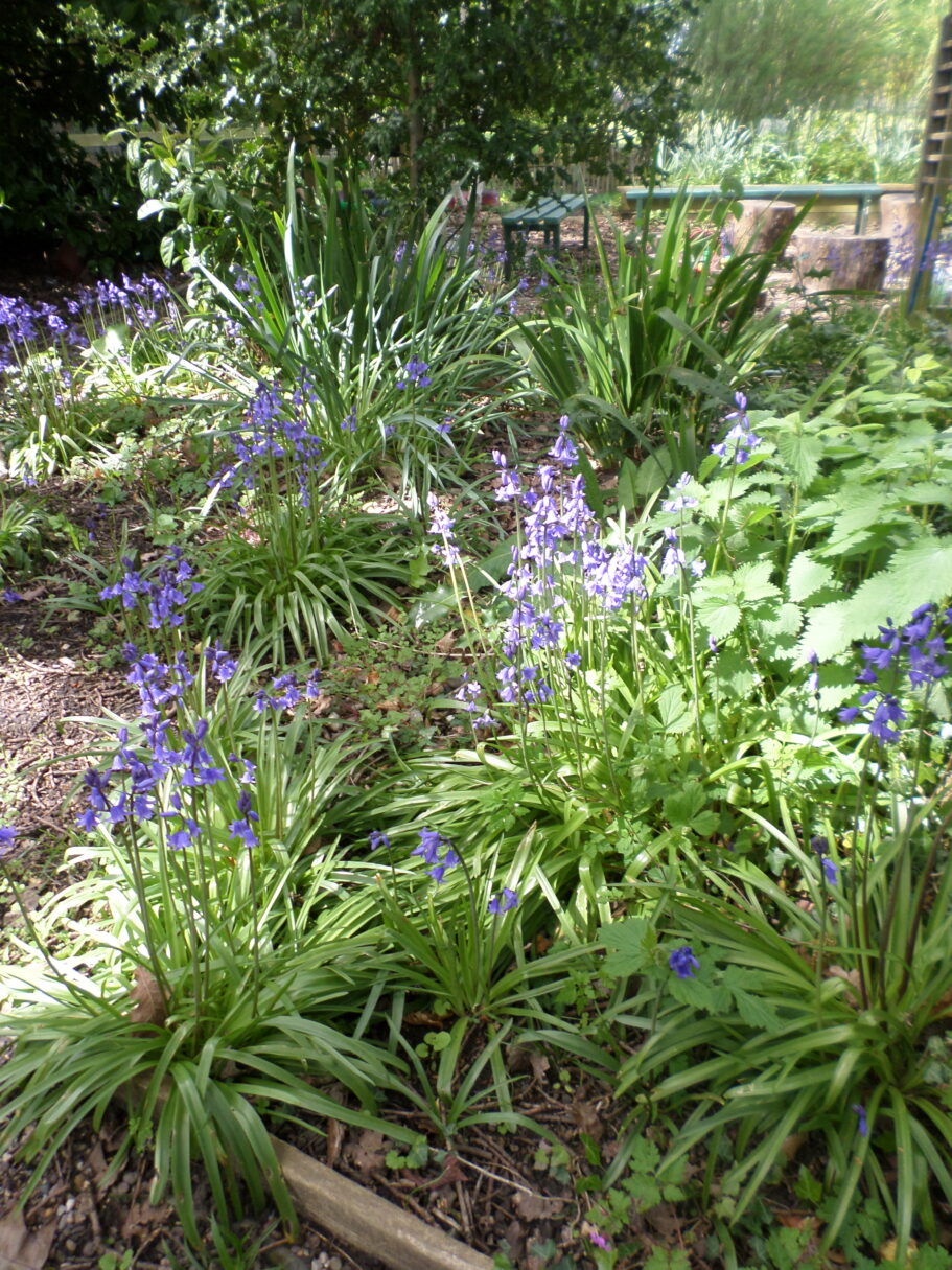 Header image for Year 1 – Spring Walk