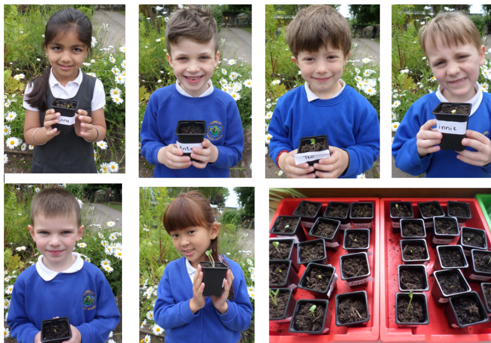 Header image for 1D planting sunflower seeds