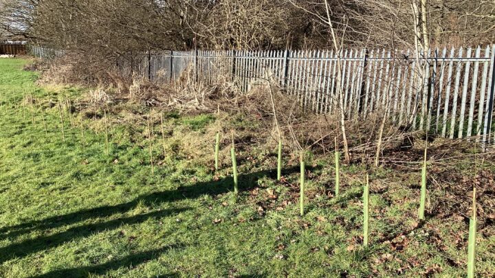 Featured image for 3TG Hedgerow planting