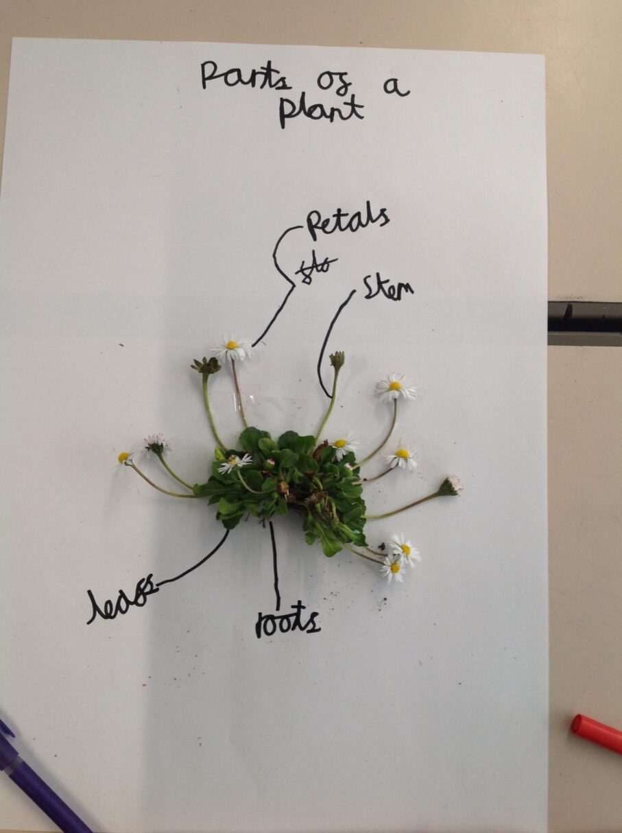 Header image for Plant Science