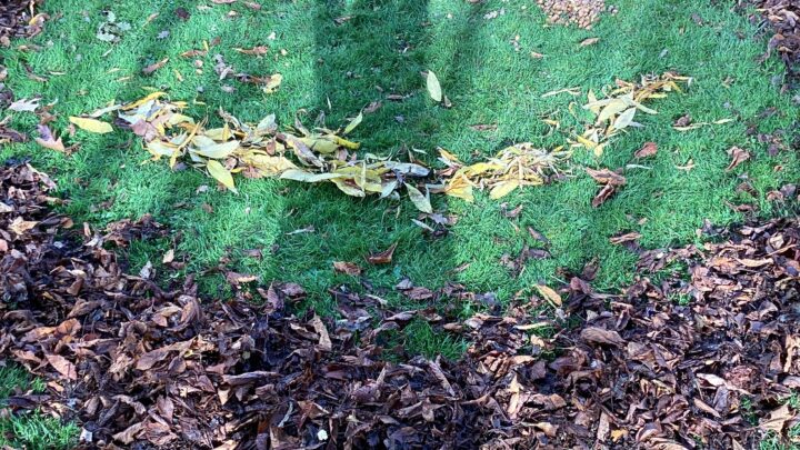 Featured image for Forest School - Year 6 - Activities Autumn 1 and 2